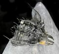 Spiny Quadrops Trilobite Encrusted in Golden Pyrite! #22127-2